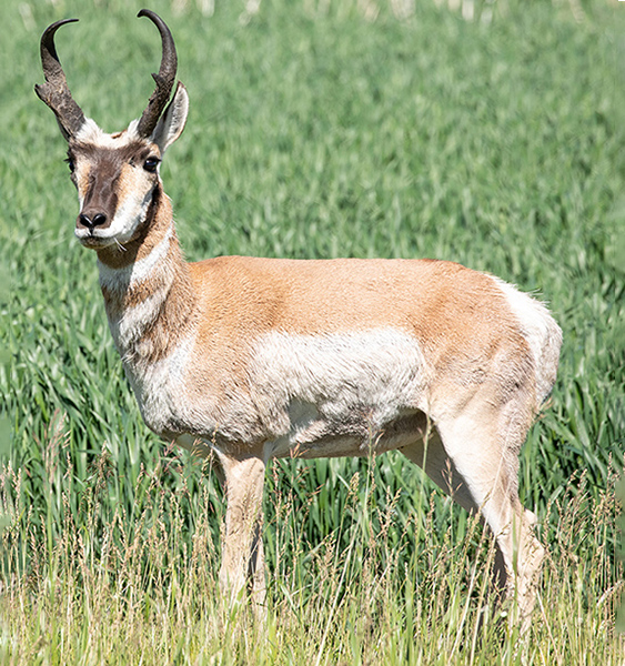 Antelope-Pronghorn