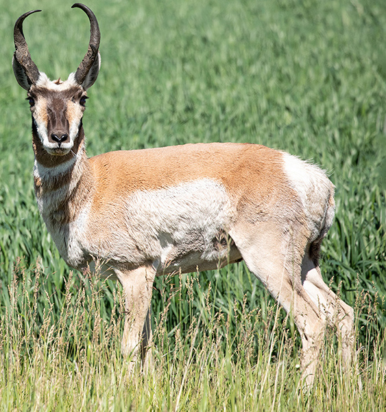 Antelope-Pronghorn