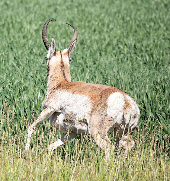Antelope-Pronghorn