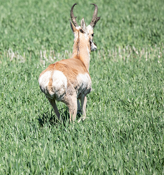 Antelope-Pronghorn