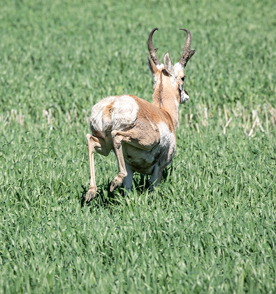 Antelope-Pronghorn