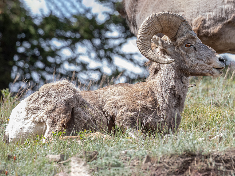  Big-Horn-Sheep