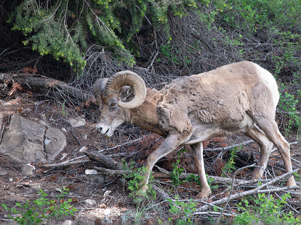  Big-Horn-Sheep