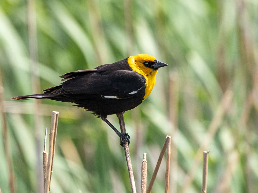  Blackbird-Yellow-Headed