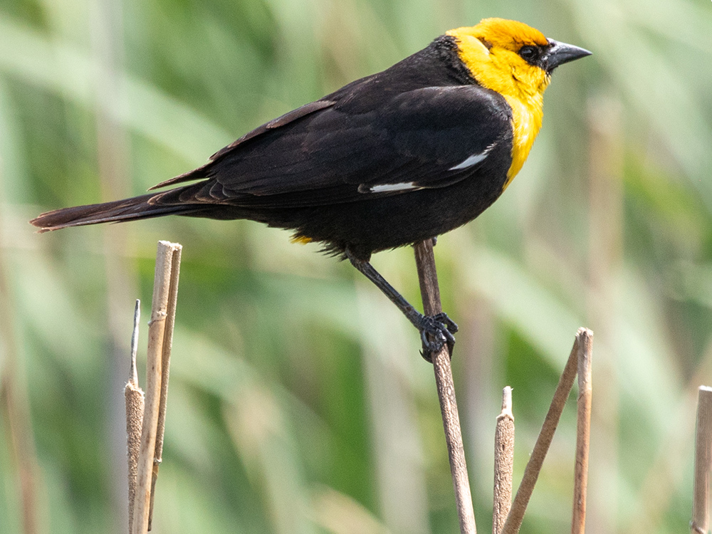  Blackbird-Yellow-Headed