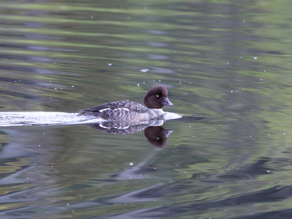  Duck-Goldeneye-Common