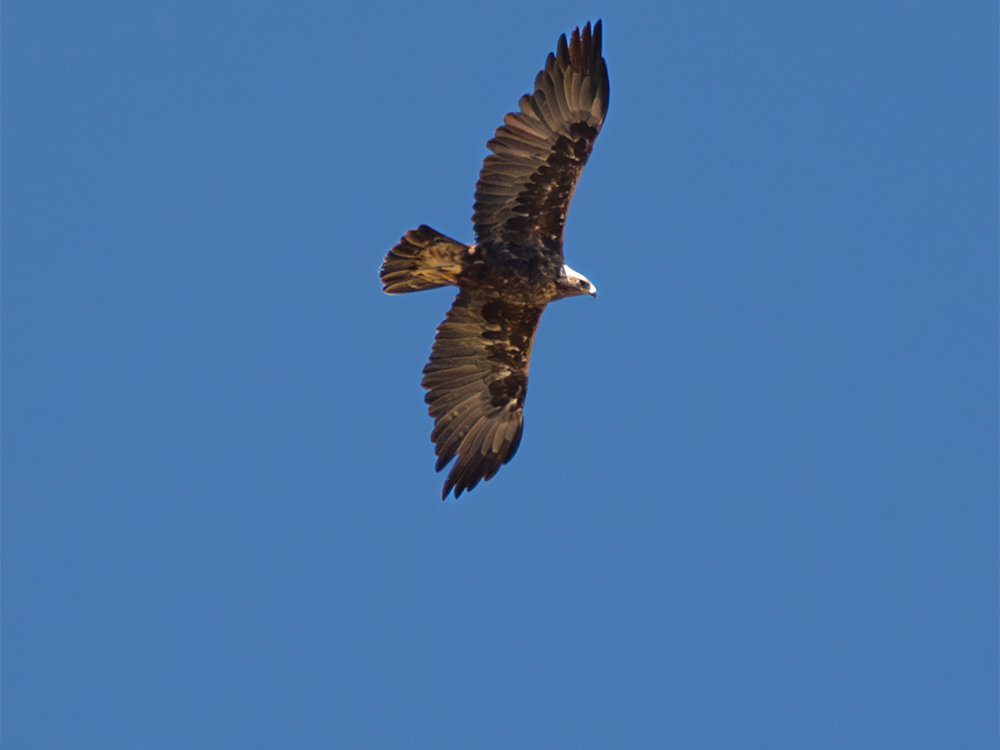 Eagle-Golden