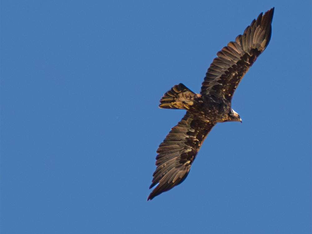 Eagle-Golden