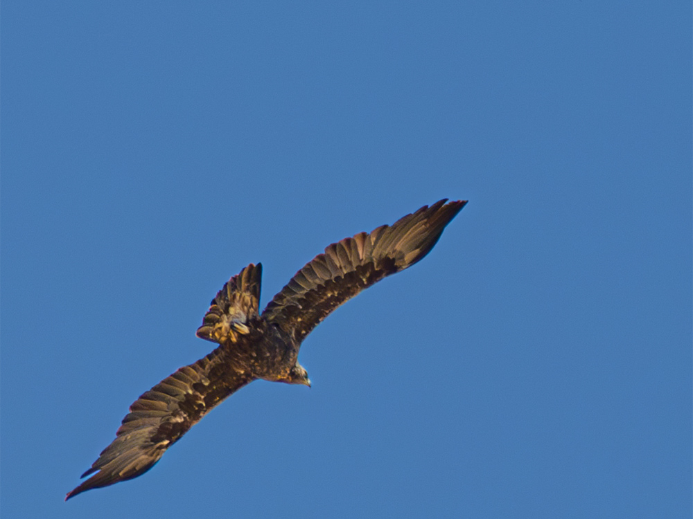 Eagle-Golden