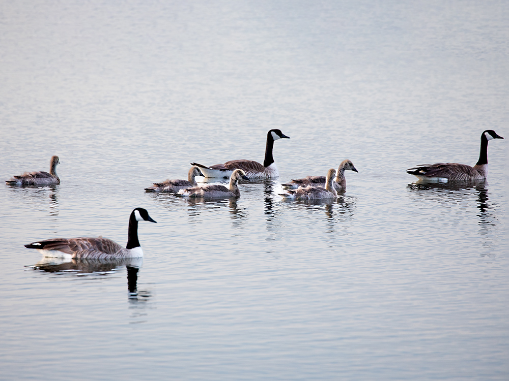 Geese