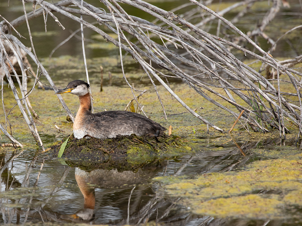 Grebe-Red-Necked