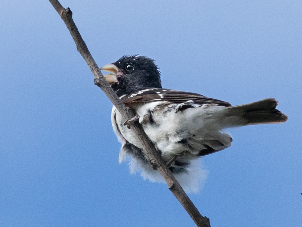 Grosbeak-Rose-Breasted