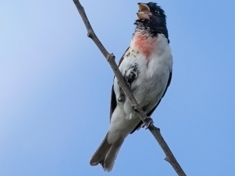  Grosbeak-Rose-Breasted
