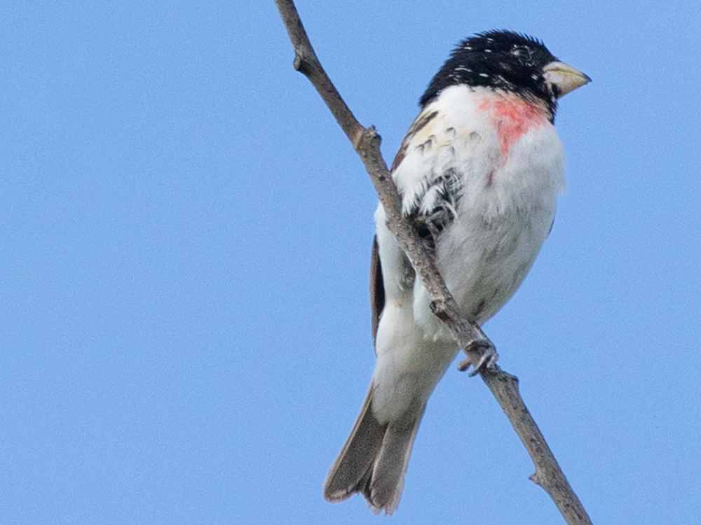  Grosbeak-Rose-Breasted