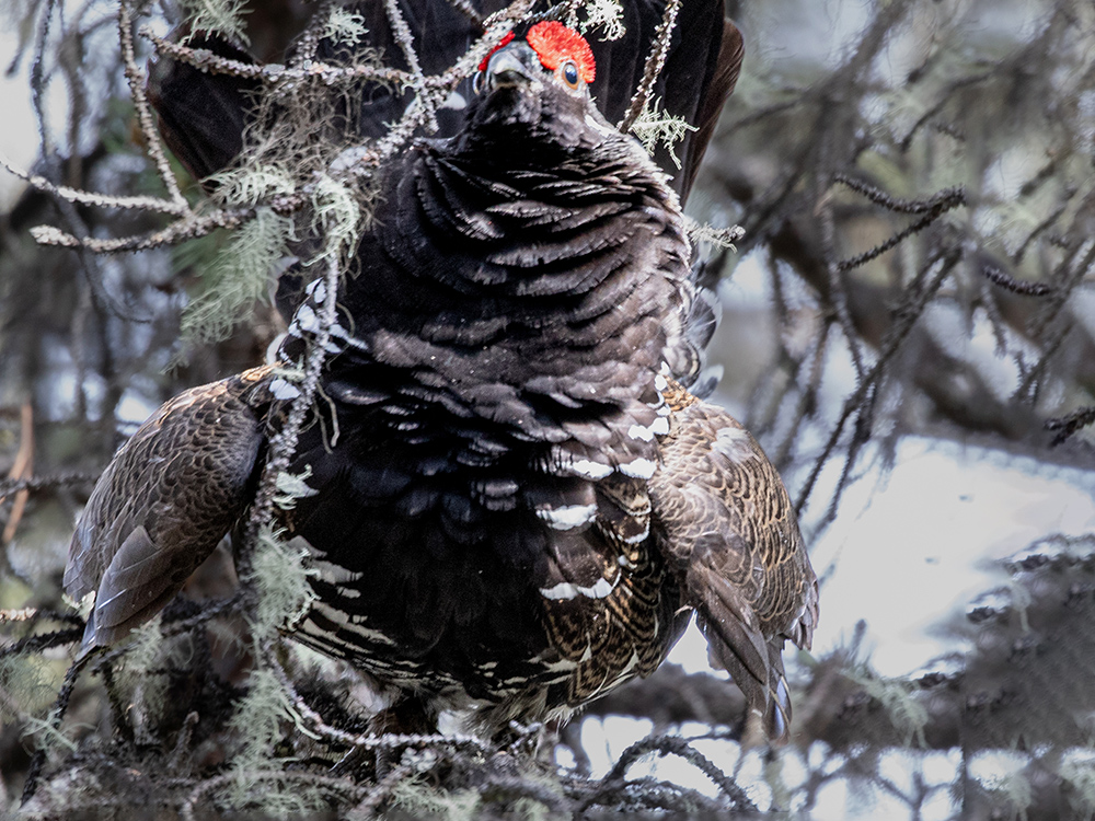  Grouse-Ruffed