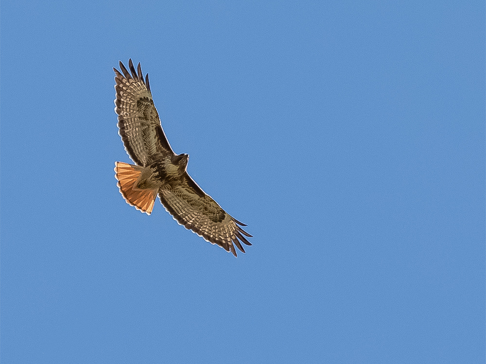 Hawk-Red-Tailed