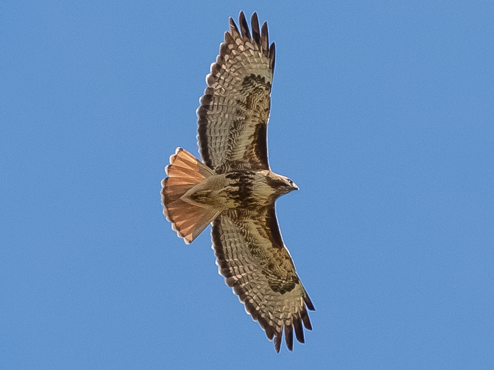 Hawk-Red-Tailed