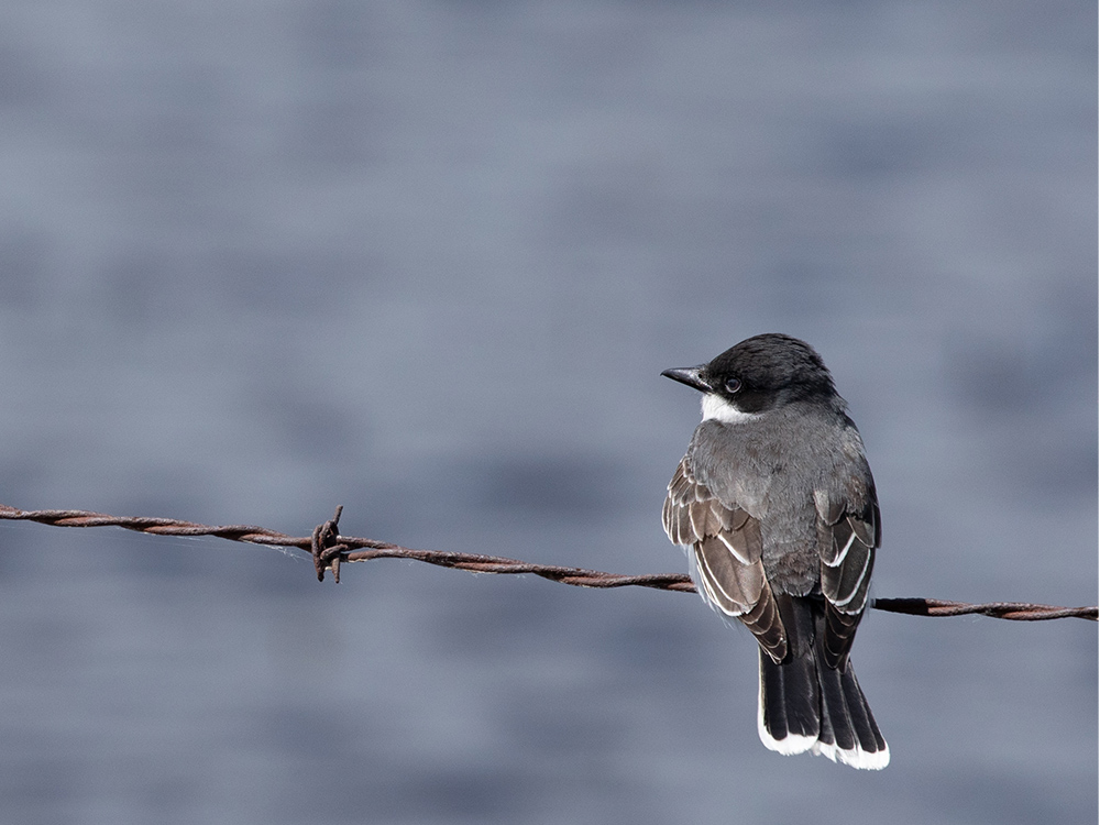  Kingbird-Eastern