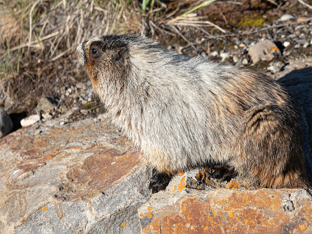 marmot-Hoary