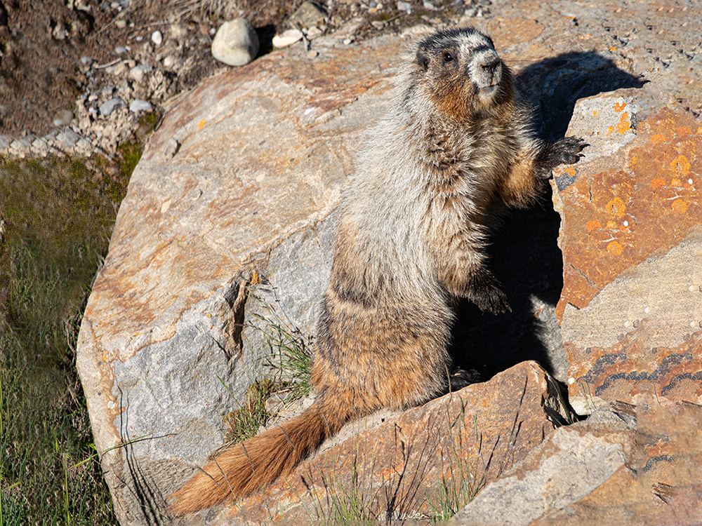 Marmot-Hoary