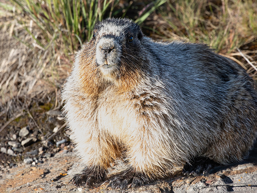 Marmot-Hoary