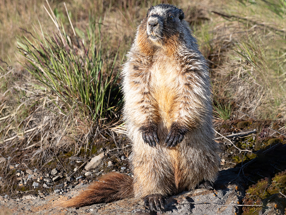 Marmot-Hoary