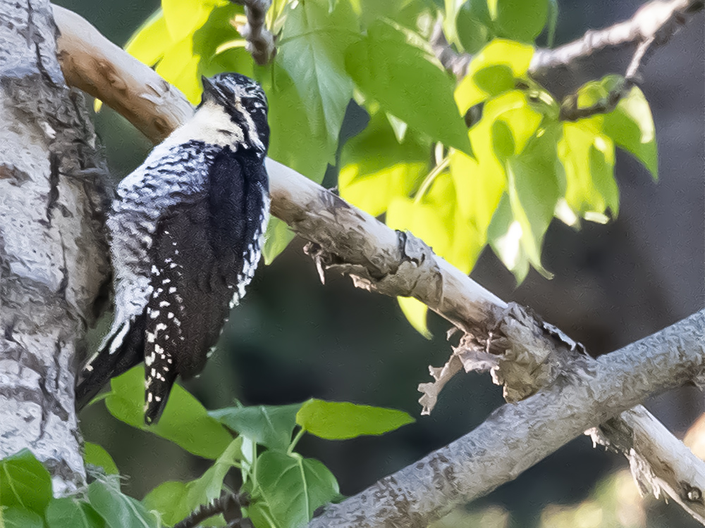 Woodpecker-American-Three-Toed