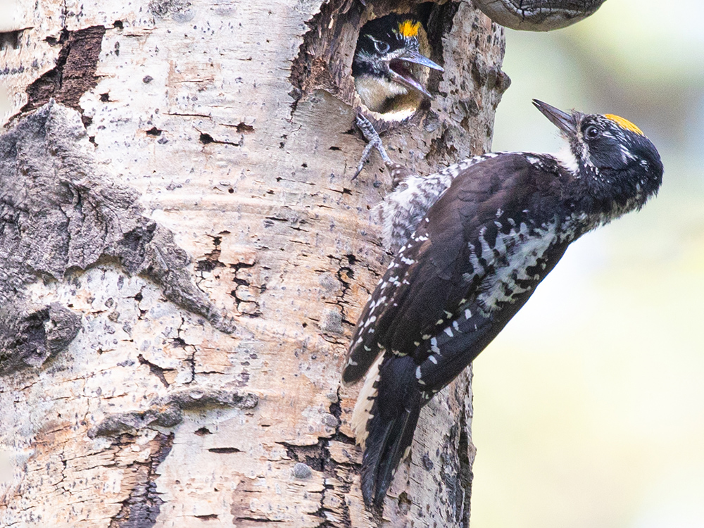 Woodpecker-American-Three-Toed