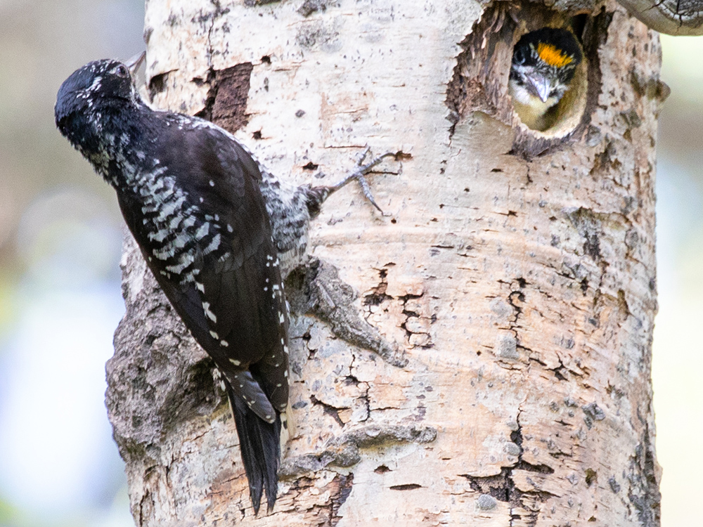 Woodpecker-American-Three-Toed