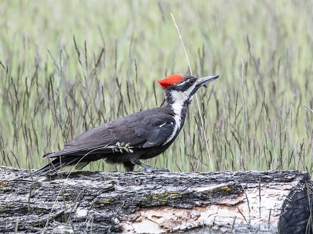 Woodpecker-Pileated