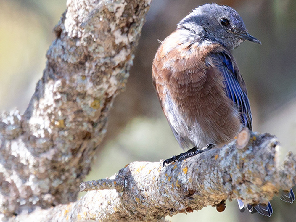 Bluebird-Western