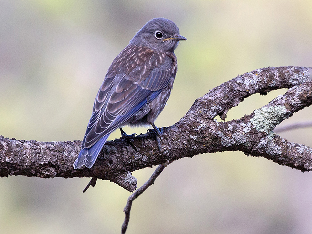 Bluebird-Western