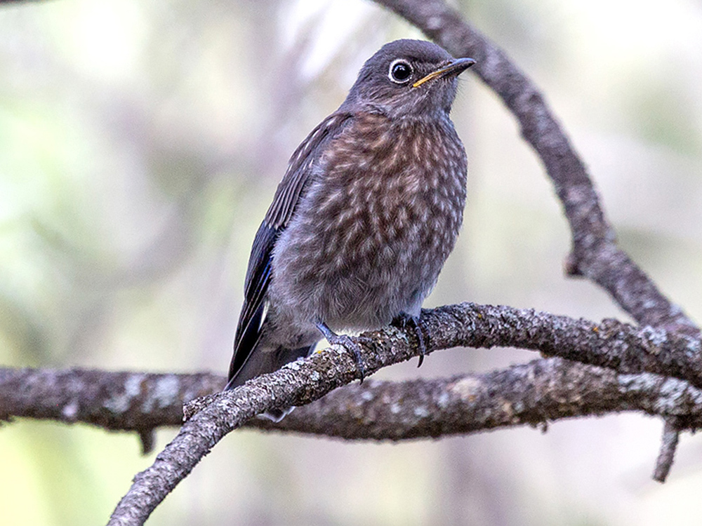 Bluebird-Western