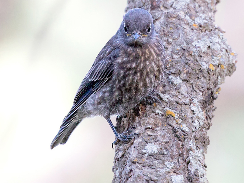 Bluebird-Western