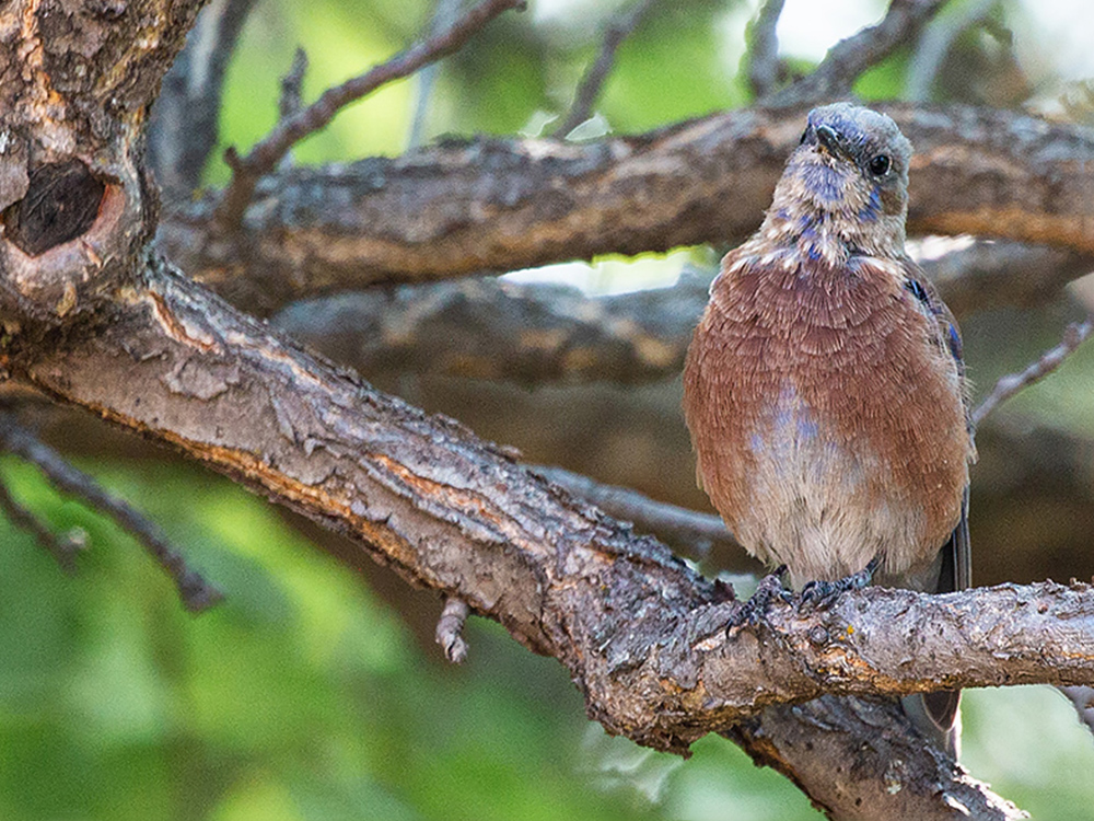 Bluebird-Western