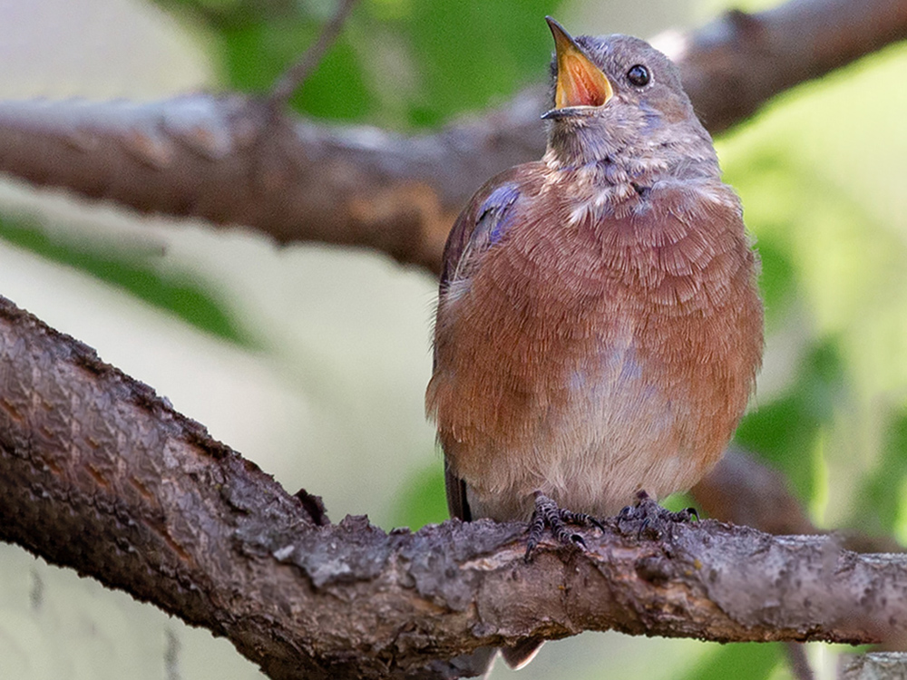 Bluebird-Western