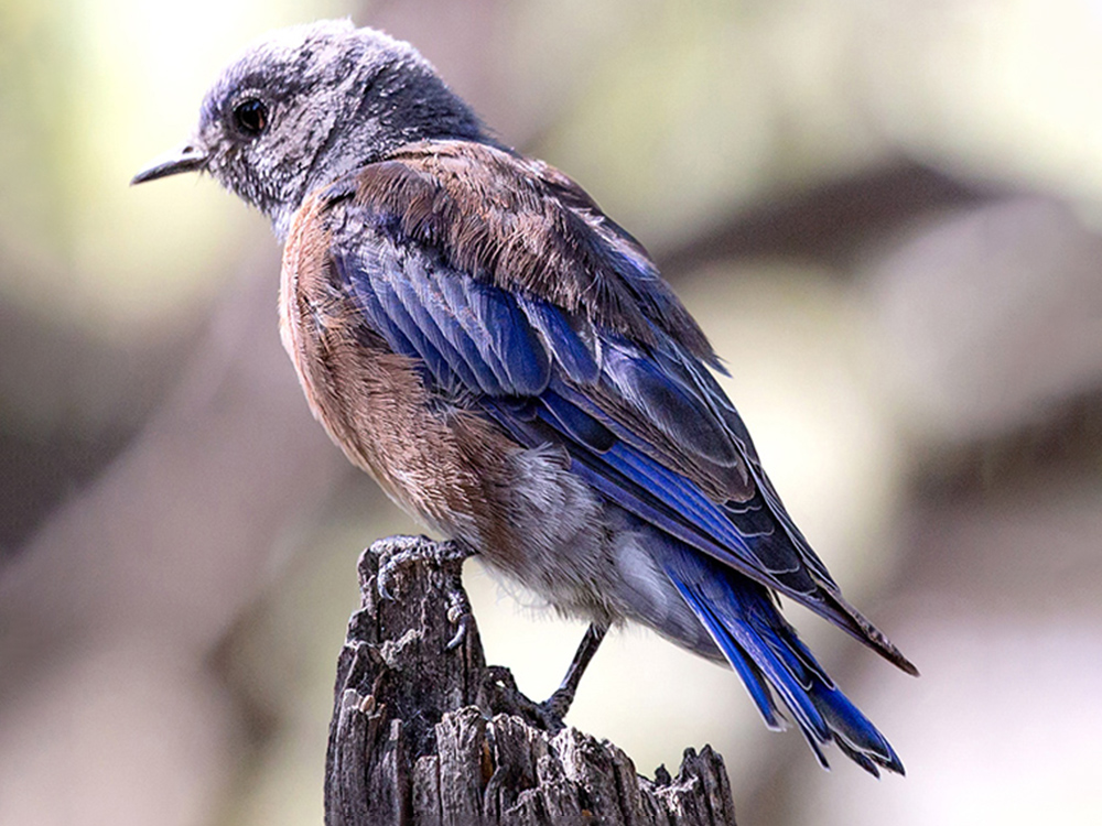 Bluebird-Western