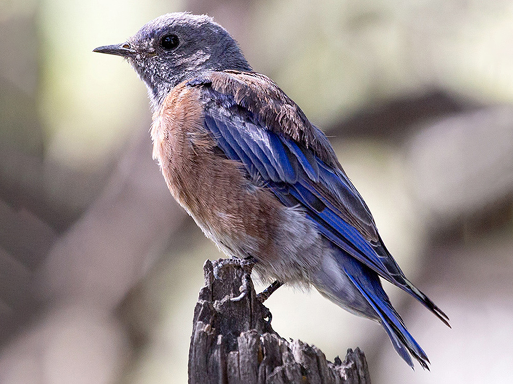 Bluebird-Western
