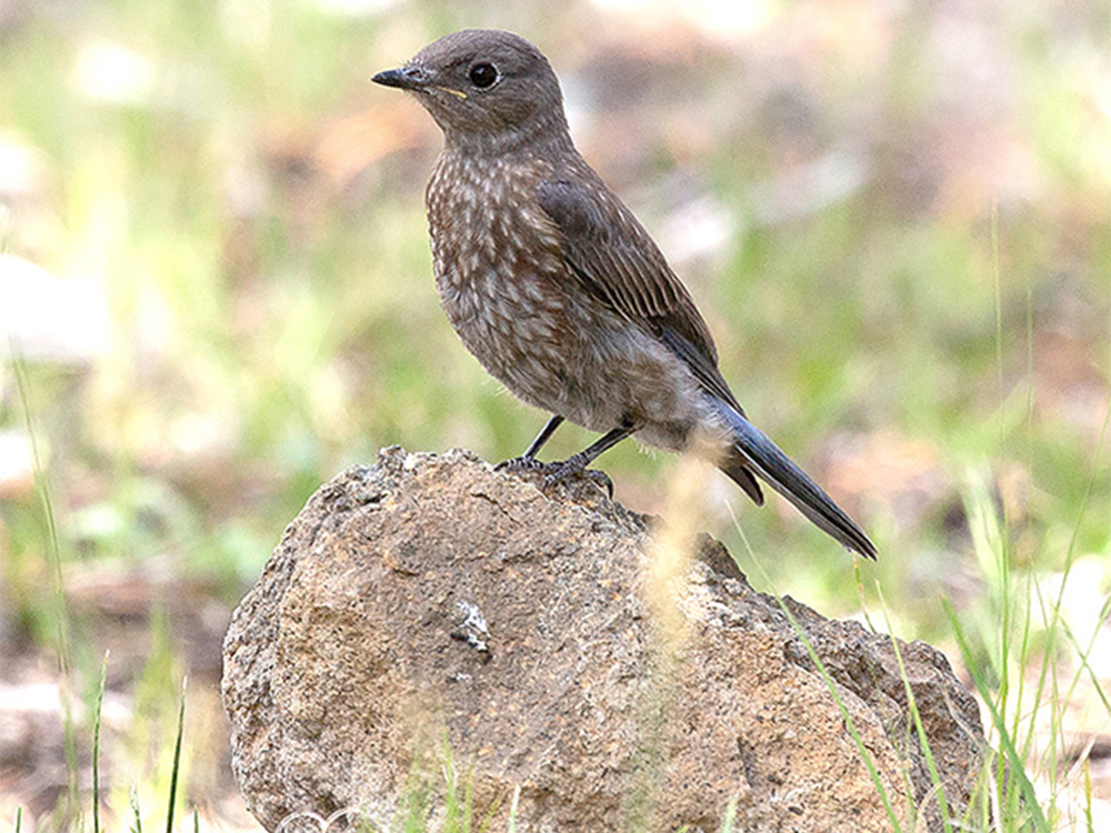 Bluebird-Western