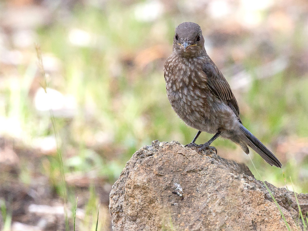 Bluebird-Western Juvenile