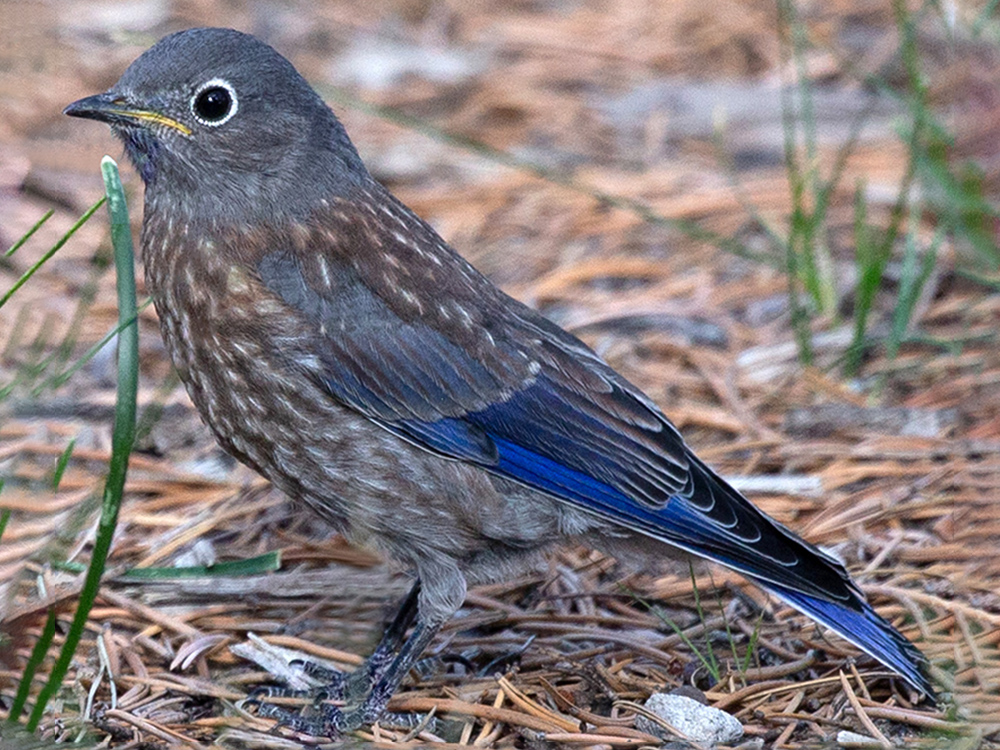 Bluebird-Western