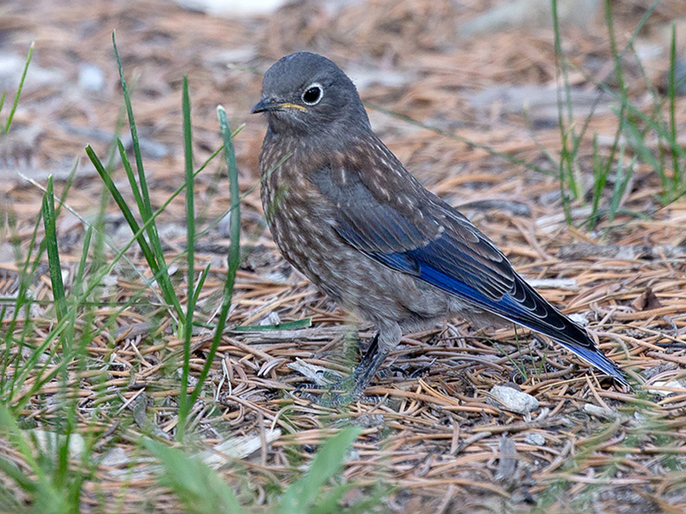Bluebird-Western
