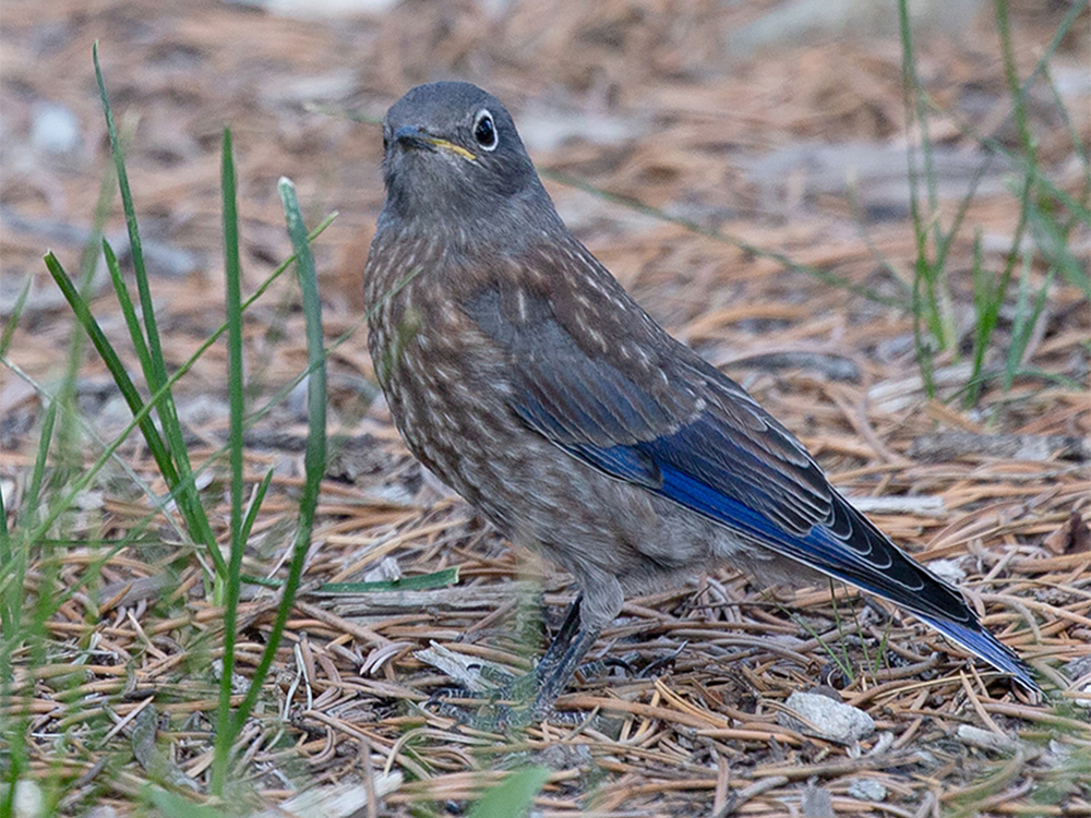 Bluebird-Western