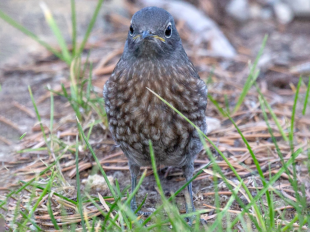 Bluebird-Western