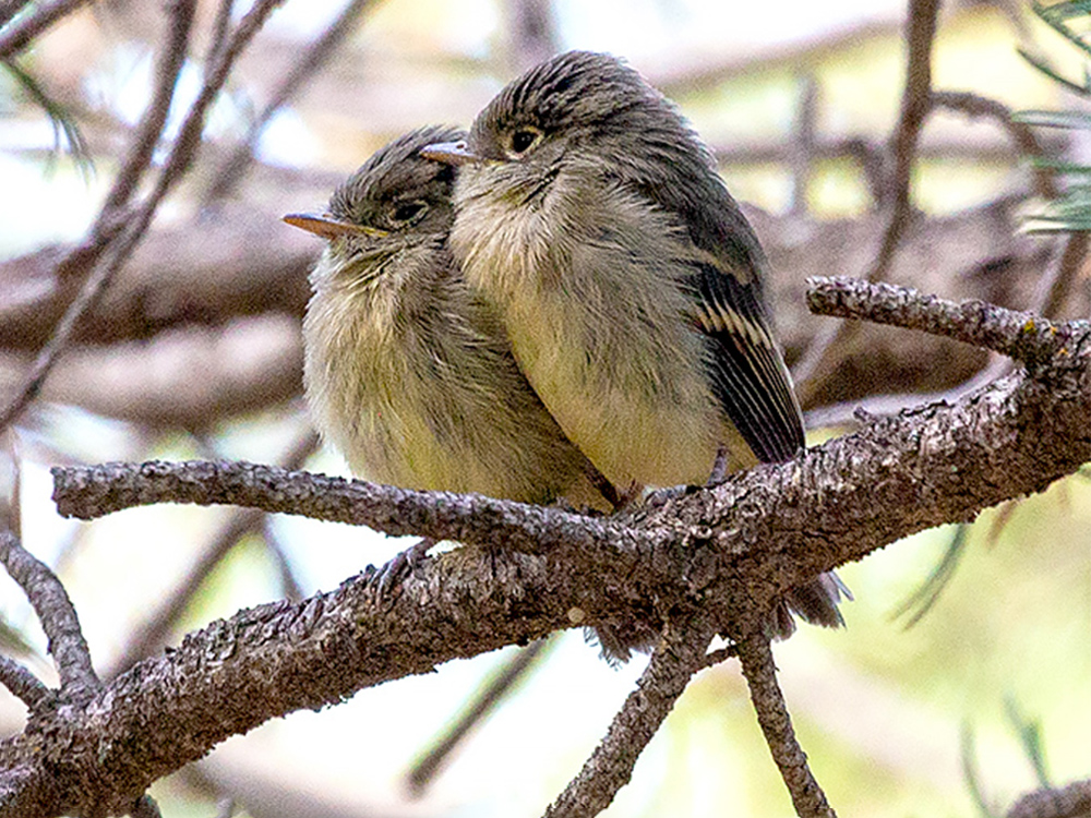 Flycatcher-Cordilleran