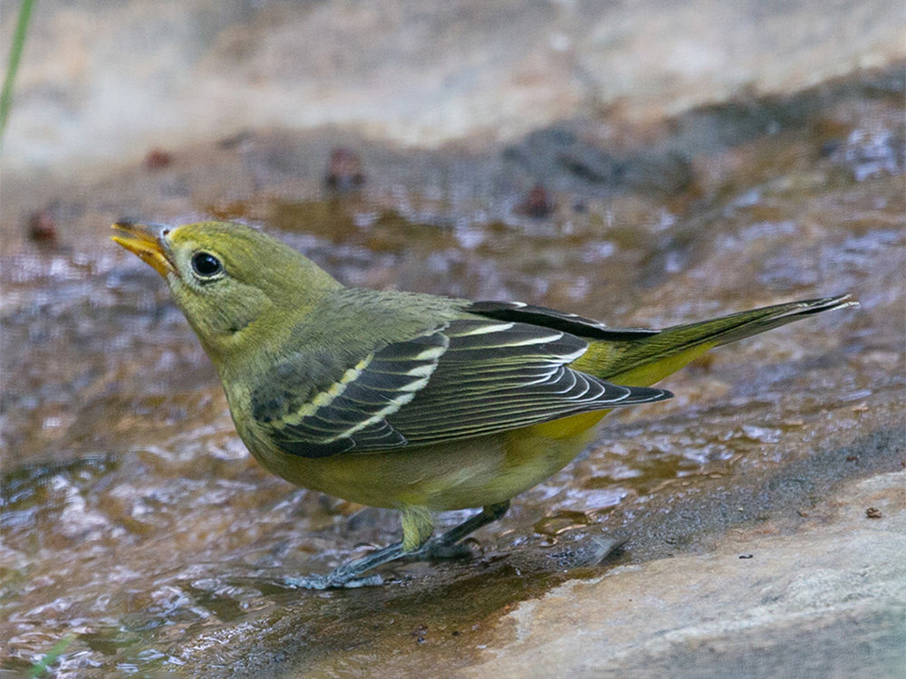  Tanager-Western