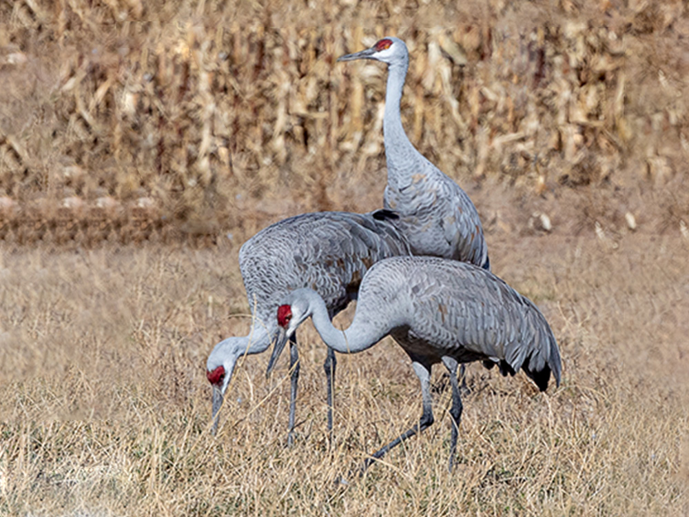 Crane-Sandhill