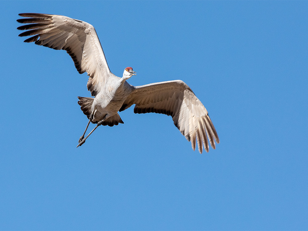 Crane-Sandhill