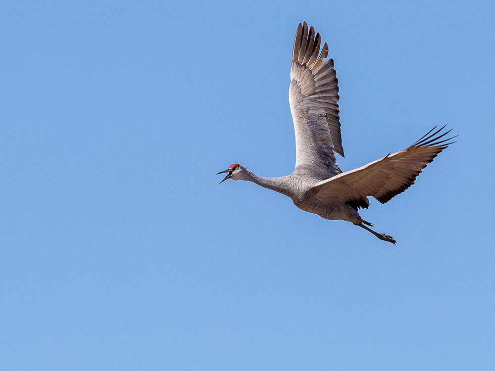 Crane-Sandhill