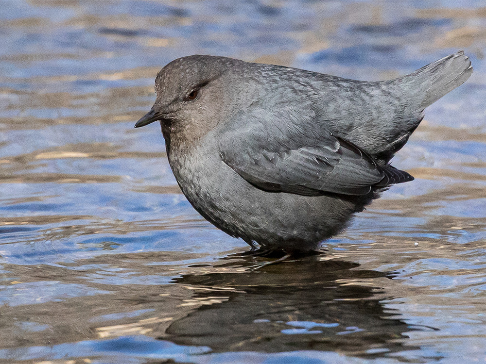 Dipper-American